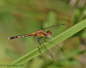 Erythrodiplax minuscula, male